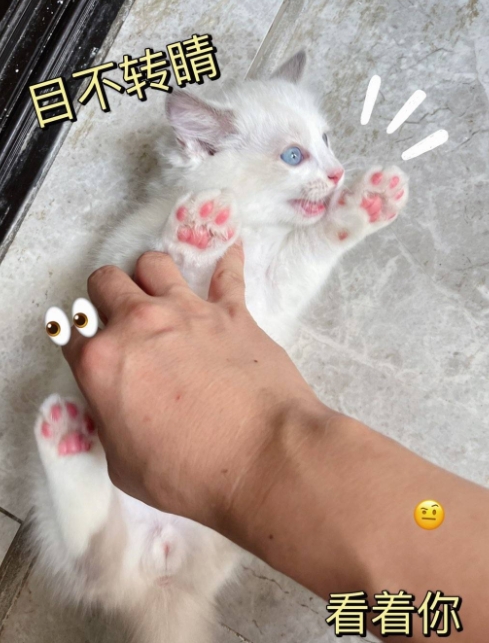 领养代替购买，要搬家了，7.9号出生家庭散养布偶7只海双蓝双