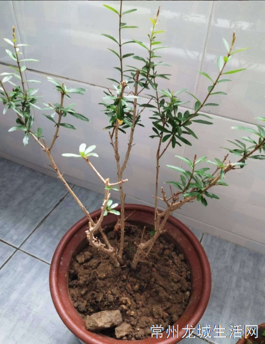 转让石榴和白蜡盆栽
