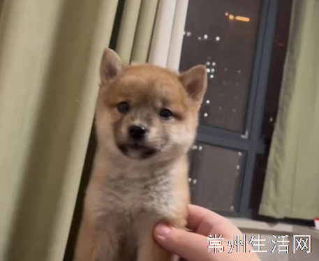 自家养的狗生的小狗，不是犬舍，柴犬五只，三赤一黑一白，