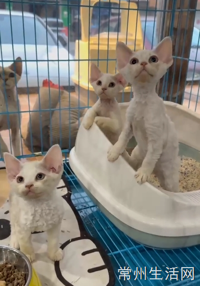 德文卷毛猫，喜欢联系