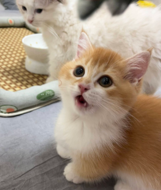 布偶猫