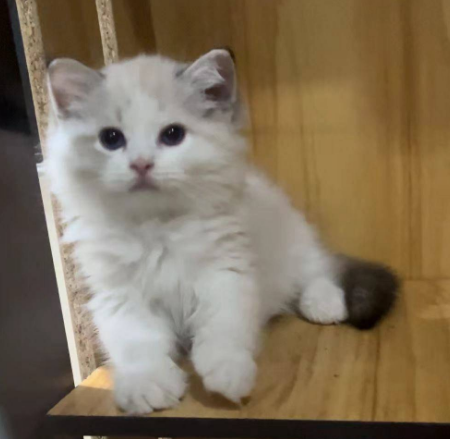 布偶猫