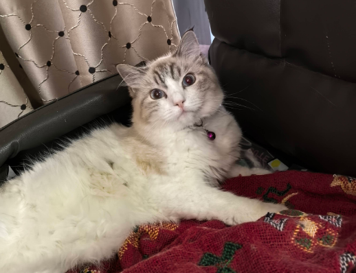 家养两只小猫有偿找领养，不免费！收少量领养成本费，过滤心血
