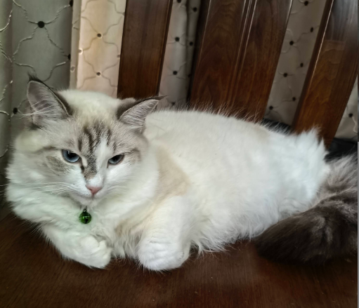 家养两只小猫有偿找领养，不免费！收少量领养成本费，过滤心血