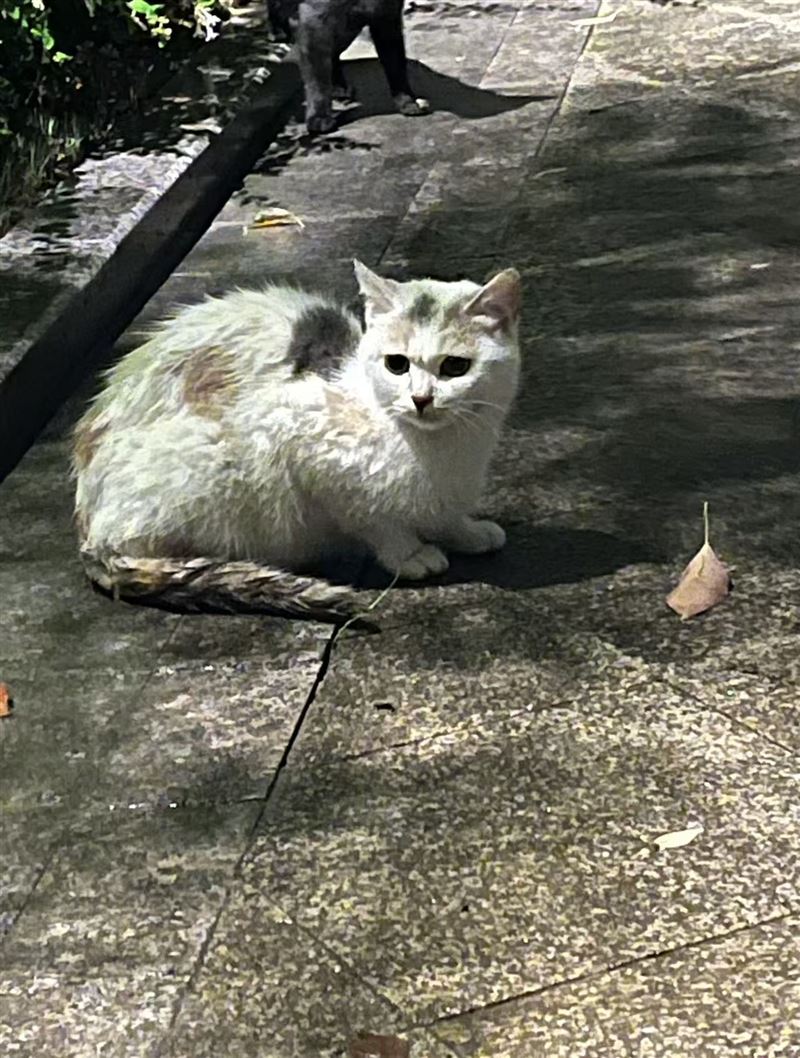 干净漂亮的三花幼猫求领养